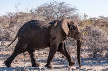 Etosha'da Afrika fili