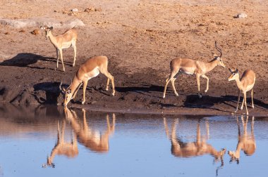 Impalas bir su birikintisi içme