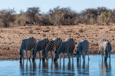 Etosha'da bir grup Zebra