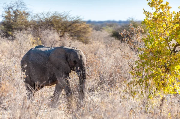 An African Elephant browsing through the bushes of Etosha National Park