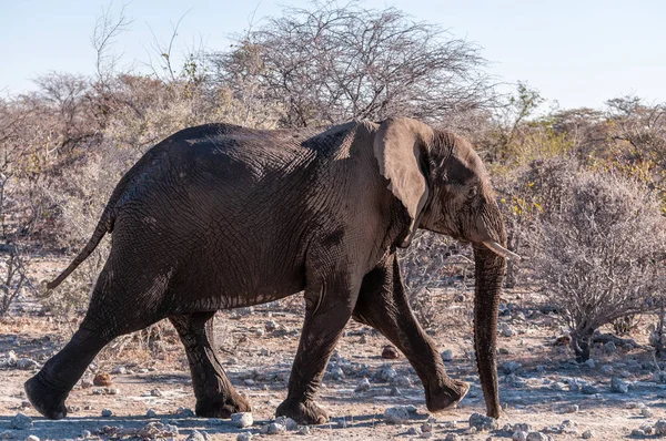 埃托沙的非洲象 — 图库照片