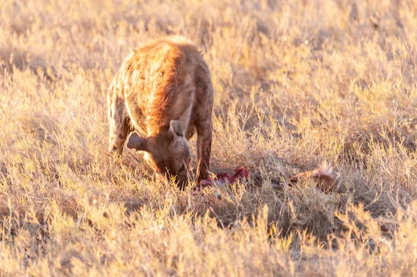 Fläckig hyena med bytesdjur — Stockfoto