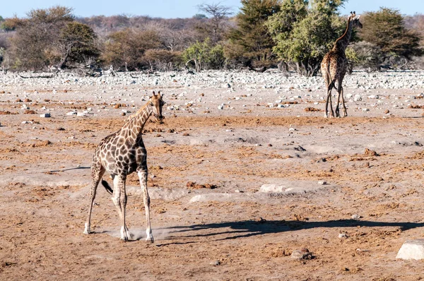 Girafas no Parque Nacional de Etosha — Fotografia de Stock