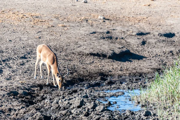 En impala nära ett vattenhål — Stockfoto