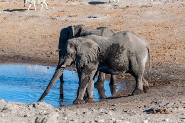 İki Erkek Fil Bir Su Deliğinden İçme.