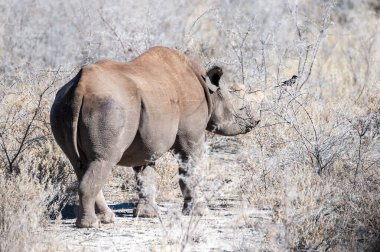 Siyah Gergedan Bir ağacın altında Tarama.