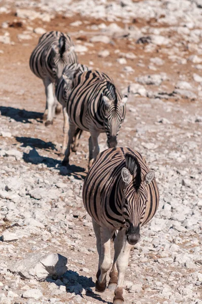 Zebras no Parque Nacional de Etosha . — Fotografia de Stock