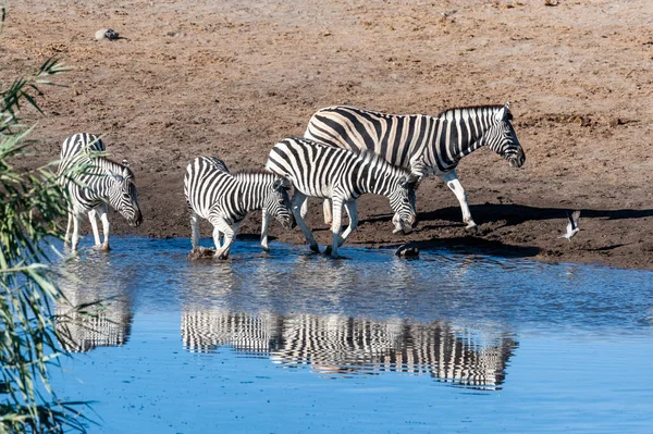 Zebras in Etosha National Park. — Stock Photo, Image