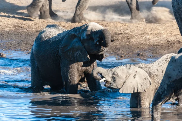 一群非洲大象在水洞里洗澡和喝水的特写 — 图库照片