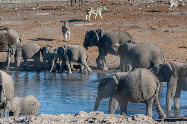 Elefantes africanos bebiendo en un pozo de agua — Foto de Stock