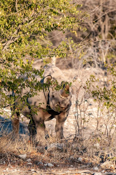 Un rinoceronte negro navegando por los arbustos de Etosha —  Fotos de Stock