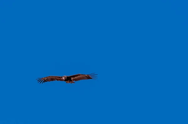 Buitre cabeza blanca en vuelo sobre Etosha — Foto de Stock