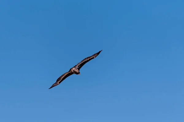 Buitre cabeza blanca en vuelo sobre Etosha — Foto de Stock