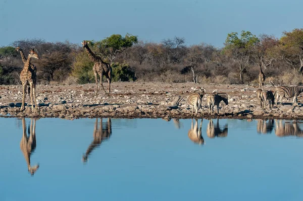 Girafas bebendo em um buraco na água — Fotografia de Stock
