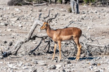 Impalas- Etosha Ulusal Parkı