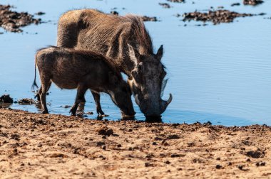 Etosha Milli Parkı 'ndaki Yaban domuzları