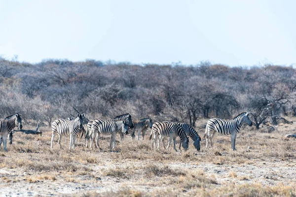 En grupp av zebror i Etosha — Stockfoto