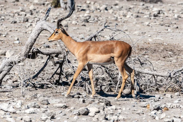 Impalas w parku narodowym Etosha — Zdjęcie stockowe