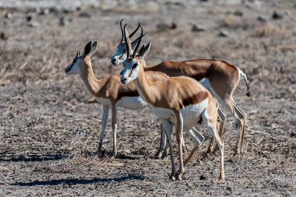 Impalas in Etosha National Park — Stockfoto