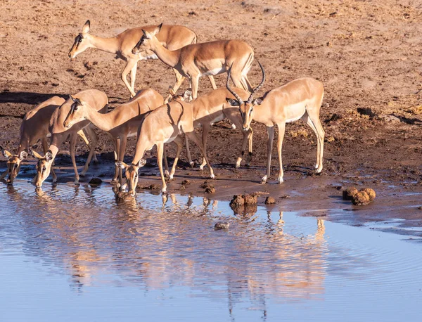 Impalas picie z Waterhole — Zdjęcie stockowe