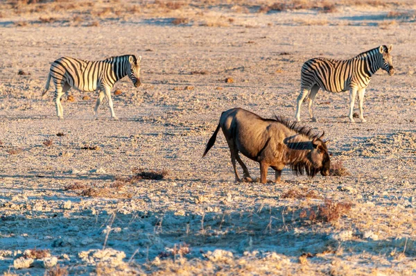 Wildebeest bleu au coucher du soleil — Photo