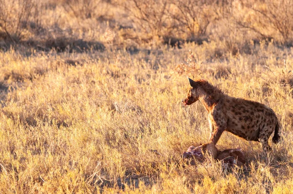 Hyena s kořistí — Stock fotografie