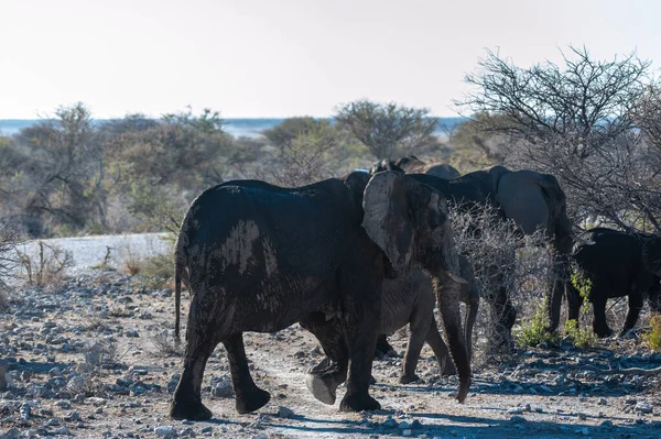 CLoseup de un grupo de elefantes africanos que pasan por —  Fotos de Stock