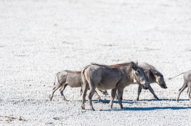 Etosha Milli Parkı Tuz Tavaüzerinde Warthogs