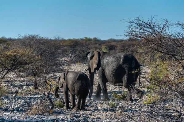 Twee Afrikaanse olifanten passeren. — Stockfoto