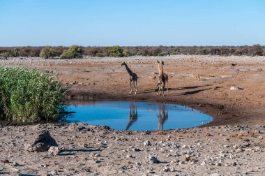 Zürafalar etkin Milli Parkı'nda