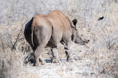Siyah Gergedan Bir ağacın altında Tarama.