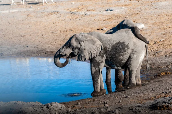 Twee mannelijke olifanten drinken uit een Waterhole. — Stockfoto