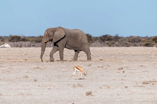 Un elefante macho solitario caminando por las llanuras del Parque Nacional Etosha —  Fotos de Stock
