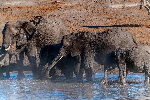 Afrikanische Elefanten trinken an einem Wasserloch — Stockfoto