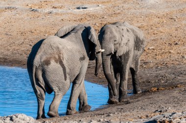İki Afrika erkek fili birbirine meydan okuyor.