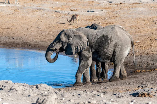 Zwei männliche Elefanten trinken aus einem Wasserloch. — Stockfoto