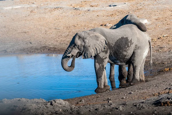 Dos elefantes machos bebiendo de un pozo de agua . — Foto de Stock