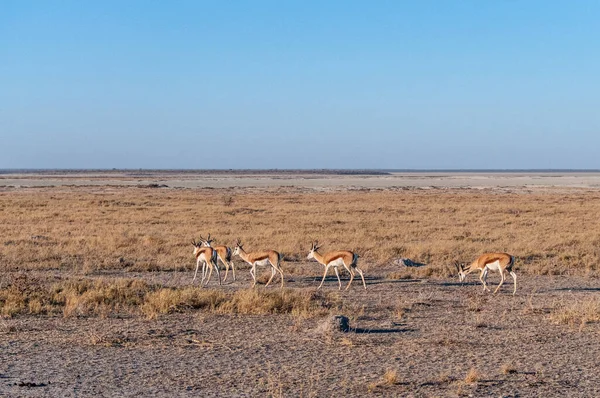 Impalas w parku narodowym Etosha — Zdjęcie stockowe