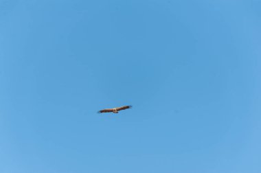 Etosha üzerinde uçuş beyaz başlı akbaba