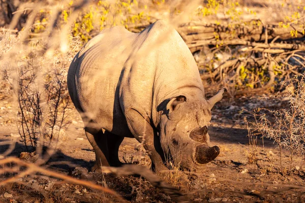 A black Rhinoceros Browsing in the Bushes of Etosha — Stock Photo, Image
