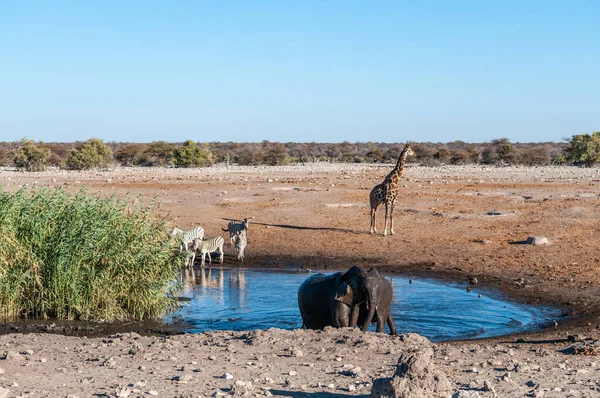 Африканські тварини, що висять навколо вододілу в національному парку Етоша. — стокове фото
