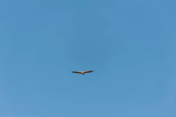 Buitre cabeza blanca en vuelo sobre Etosha — Foto de Stock