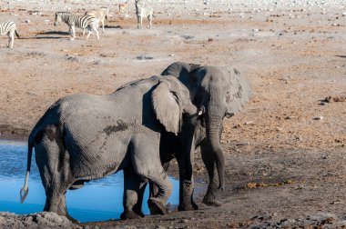 İki Erkek Fil Birbirleriyle Savaşıyor