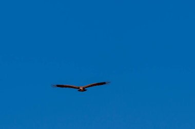 Etosha üzerinde uçuş beyaz başlı akbaba