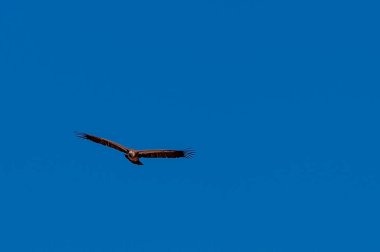 Etosha üzerinde uçuş beyaz başlı akbaba