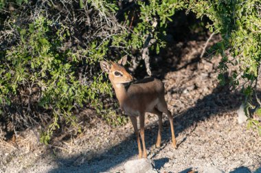 Dik Dik'in Yakın Çekim