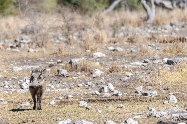 Etosha Milli Parkı 'ndaki Yaban domuzları