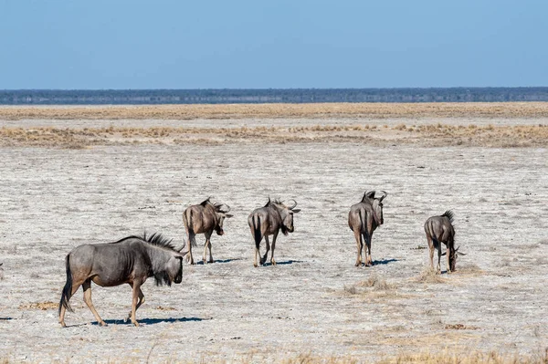 En flock vilda djur på väg mot Etosha Salt Pan. — Stockfoto