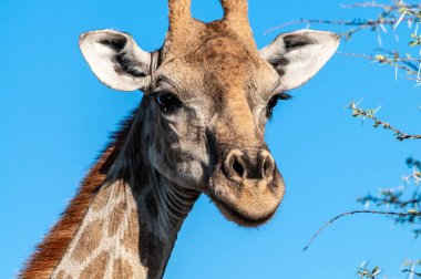 bir zürafa başını closeup
