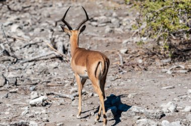 Impalas- Etosha Ulusal Parkı